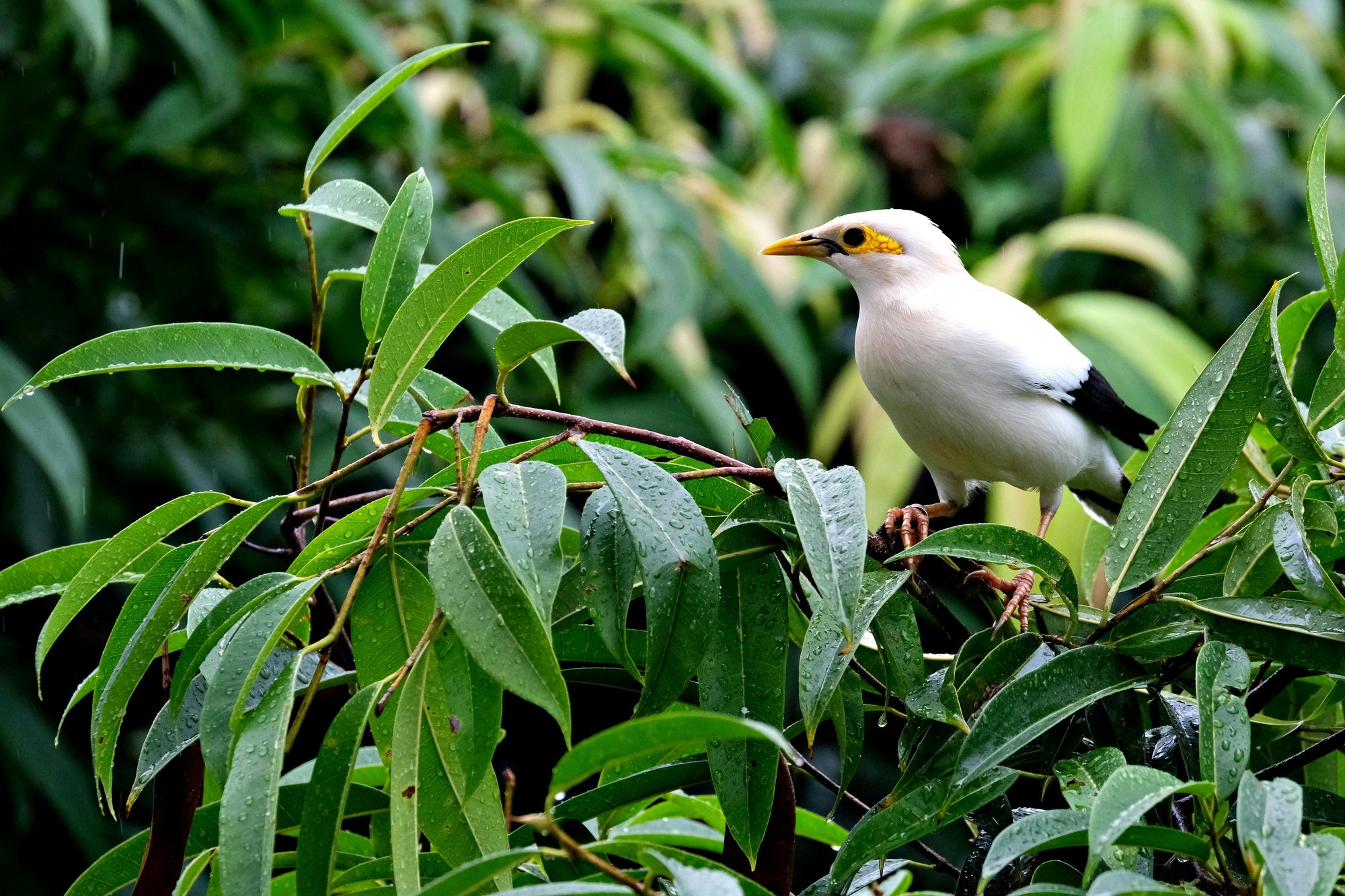 pexels-hartonosbg-34911615 pexels-hartonosbg-34911615